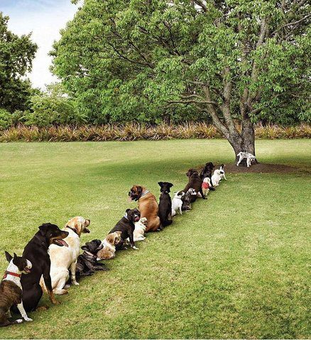 dogs